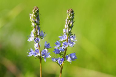 Taze yeşil kekik otlar içinde meado mor çiçekleri ile