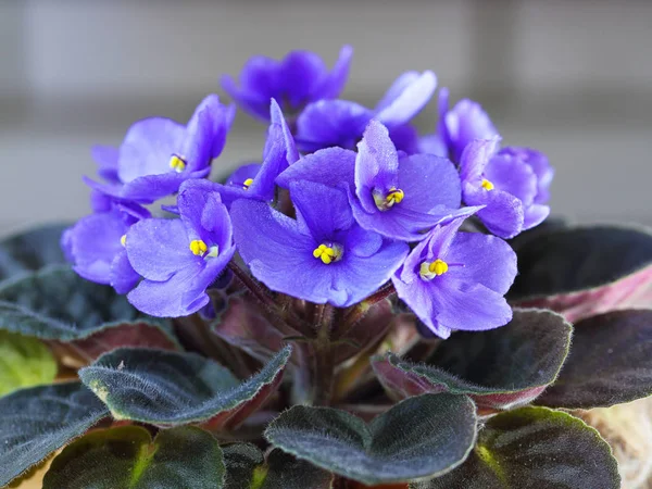 Violeta Saintpaulias flores comúnmente conocidas como violetas africanas — Foto de Stock