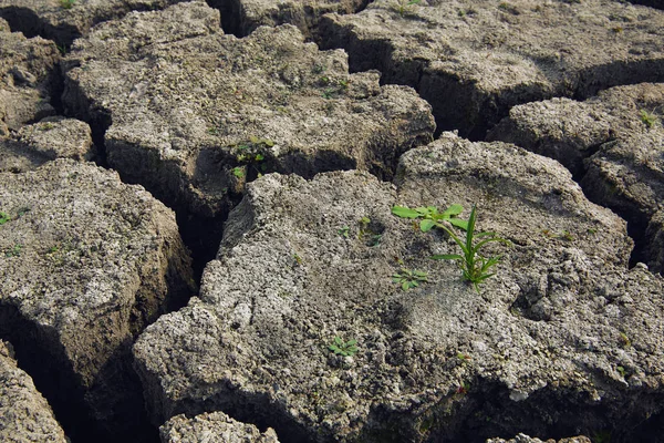 Bodem en gras tijdens droogte scheuren in het land van de droogte — Stockfoto