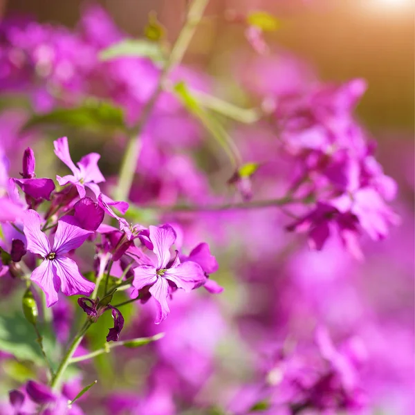 섬세 한 핑크 꽃 배경 — 스톡 사진