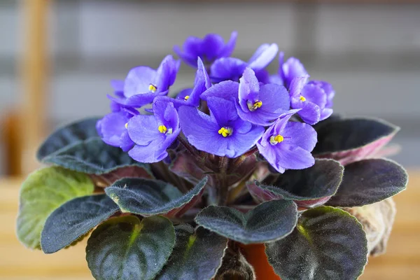 Violet Saintpaulias bloemen algemeen bekend als Afrikaanse viooltjes — Stockfoto