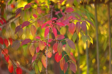 Bir çalı ufuk renkli yapraklarda