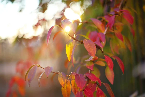 Defocused colored leaves on a bush — Stock Photo, Image