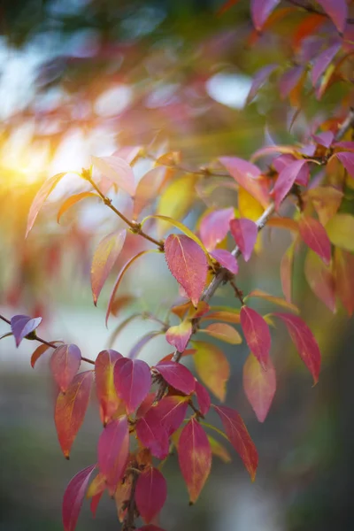 Folhas coloridas desfocadas em um arbusto — Fotografia de Stock