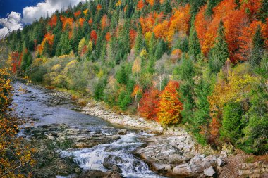 Derma ağaçlar bitki örtüsü ve kayalarda için sonbahar creek koruyu