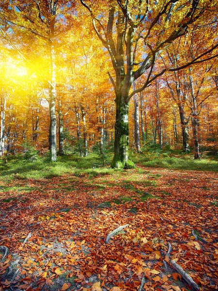 Осенний лес в горах — стоковое фото
