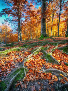 Dağlarda sonbahar ormanı