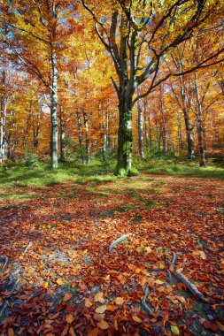 Dağlarda sonbahar ormanı