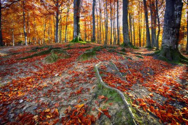 Dağlarda sonbahar ormanı