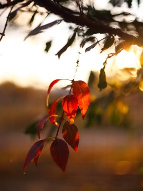 Bir çalı ufuk renkli yapraklarda