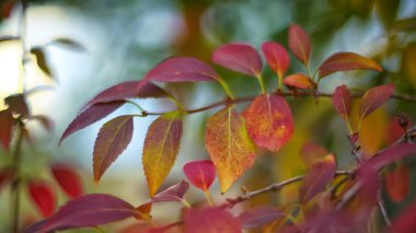 Bir çalı ufuk renkli yapraklarda