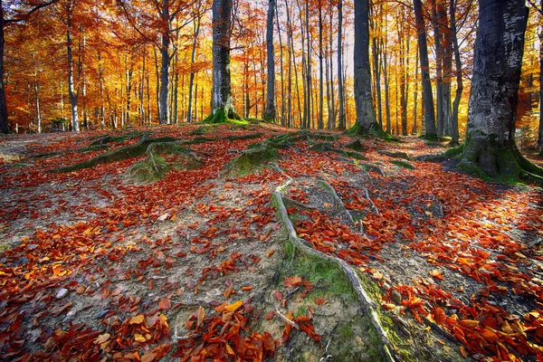 Herbstwald in den Bergen — Stockfoto