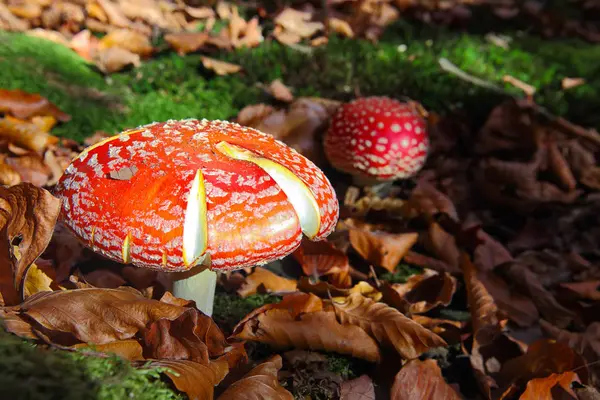 Röd Amanita muscaria svamp i en skog — Stockfoto