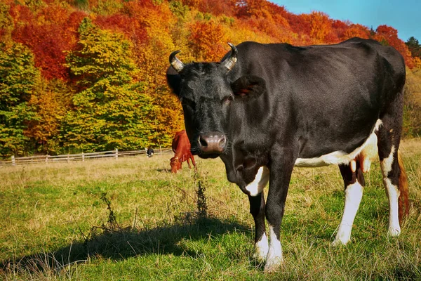 Pasie krowy w pobliżu colorfull jesienny Las — Zdjęcie stockowe