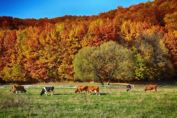Dekoracje kraju na koniec sezonu Jesień — Zdjęcie stockowe