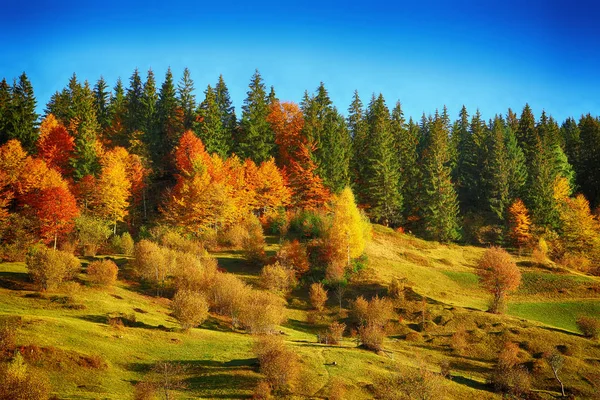 Colorfull drzew na wzgórzu. Jesienny krajobraz — Zdjęcie stockowe