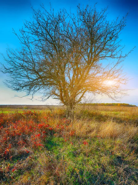 Autumn landscape with tree in the field — Stock Photo, Image