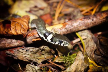Orman kat portre üzerinde çim yılan ya da Natrix natrix