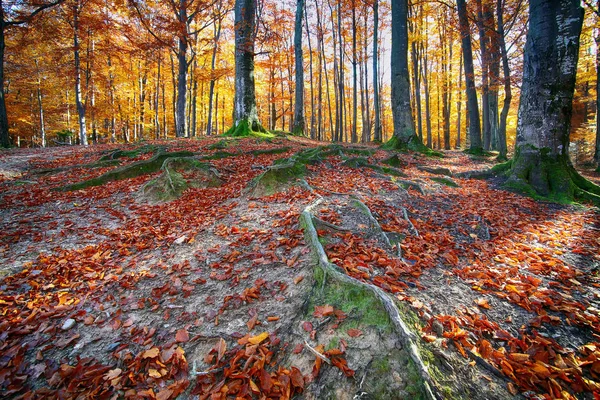 Floresta de outono nas montanhas — Fotografia de Stock