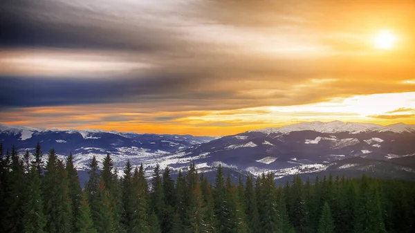 gün batımında dağlarda çam ağacı.