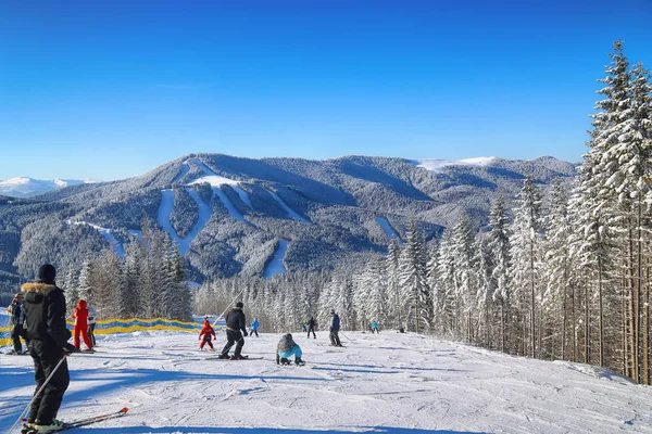 Bir dağ yamacında çam. Güzel mavi gökyüzü.