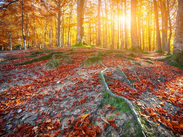 Autumn forest in the mountains — Stock Photo, Image