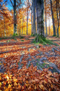 Dağlarda sonbahar ormanı.