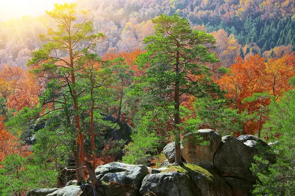 Bosque otoñal y montañas en el fondo — Foto de Stock