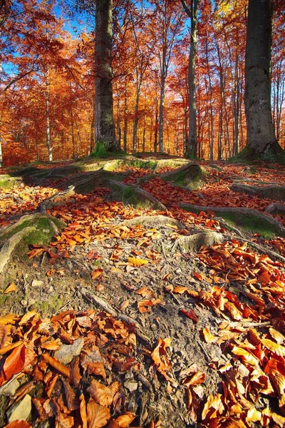 Floresta de outono nas montanhas — Fotografia de Stock