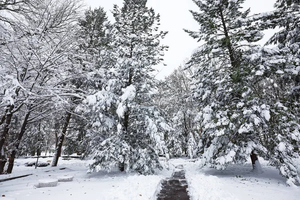 Beautiful winter landscape with snow covered trees