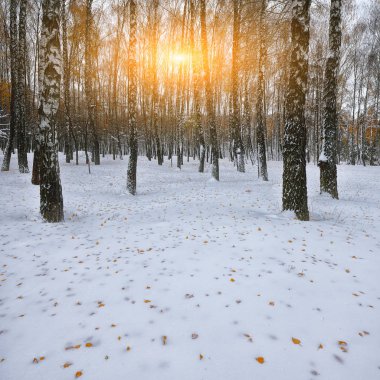 İlk kar ormanın içinde. Kar ağaçlar ahşap kaplı