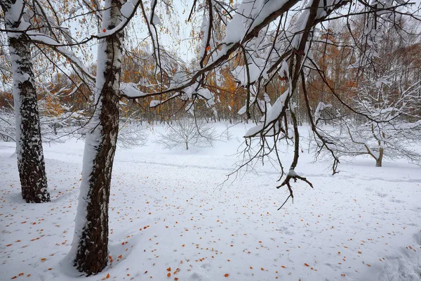 堕落的秋叶在森林里的雪上 — 图库照片