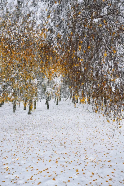 Πέσει φθινόπωρο αφήνει στο χιόνι στο δάσος — Φωτογραφία Αρχείου