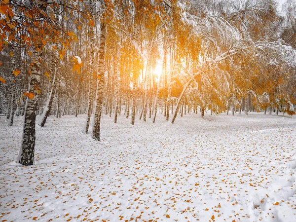 Primera nieve en el bosque. Árboles cubiertos de nieve en el bosque —  Fotos de Stock