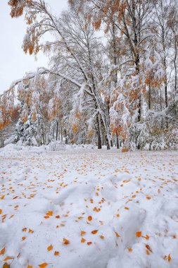 İlk kar ormanın içinde. Kar ağaçlar ahşap kaplı