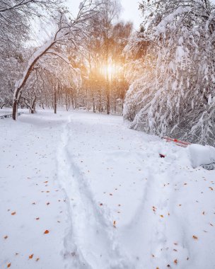 Ormanın içinde kar üzerinde düşen sonbahar yaprakları