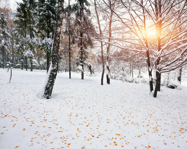 Primera nieve en el bosque. Árboles cubiertos de nieve en el bosque —  Fotos de Stock