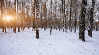 Ormanın içinde kar üzerinde düşen sonbahar yaprakları