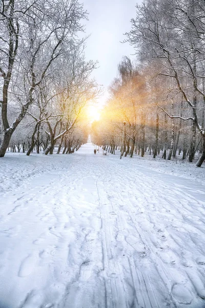 Beautiful winter landscape with snow covered trees — Stock Photo, Image