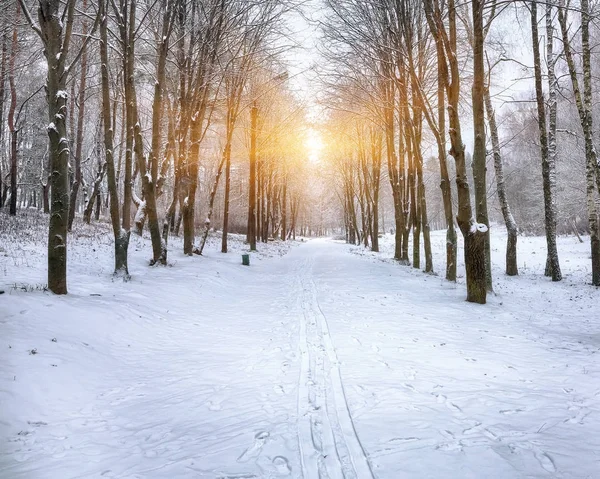 Bela paisagem de inverno com árvores cobertas de neve — Fotografia de Stock