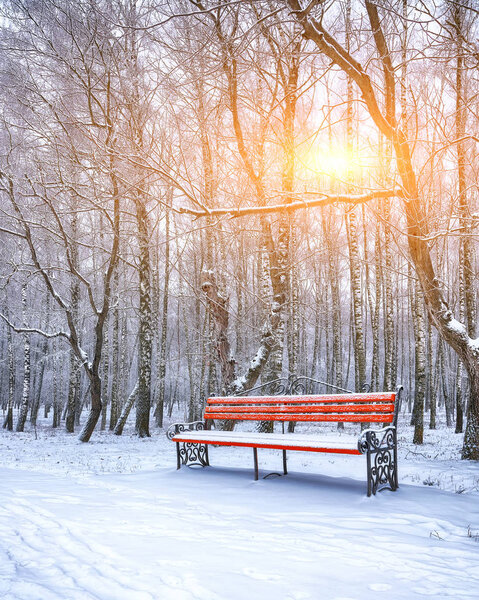 Park bench and trees covered by heavy snow