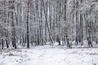 Karla kaplı ağaçlarla kaplı güzel kış manzarası