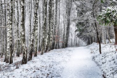 Karla kaplı ağaçlarla kaplı güzel kış manzarası