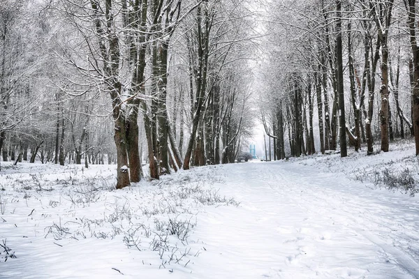 Árvores cobertas de neve no parque da cidade — Fotografia de Stock