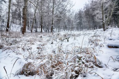 Karla kaplı çim şehir parkı