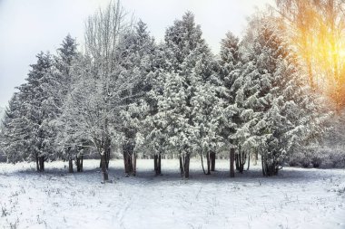 Noel ağaçları şehir parkı kar ile kaplı