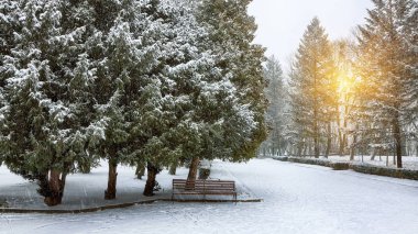 Noel ağaçları şehir parkı kar ile kaplı