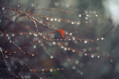 dalları ve yağmur damlaları soyut ve bulanık arka plan