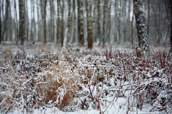 Karla kaplı çim şehir parkı