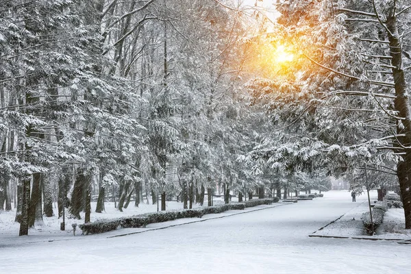 Noel ağaçları şehir parkı kar ile kaplı